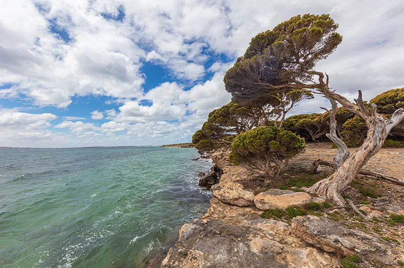 spencer gulf